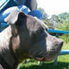 bluenoselover87